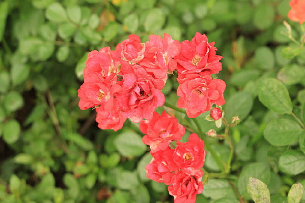 ��ɫ����û�