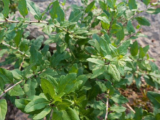 �����ϵ����