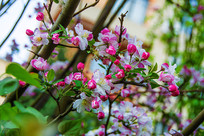 ��֦�ϵ�ƻ��