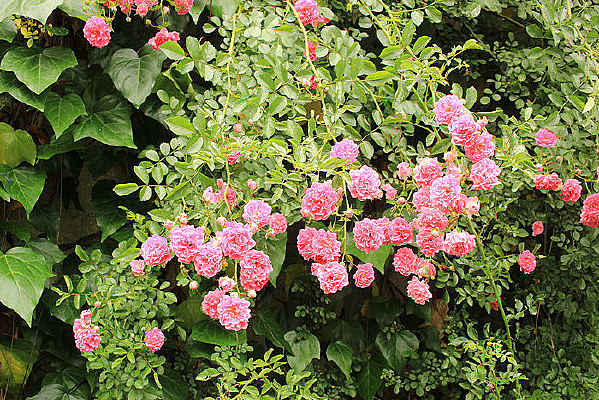 ���˵������