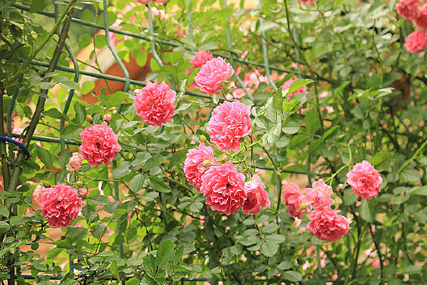 Χ���ϵ������