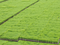 ��������ͼ