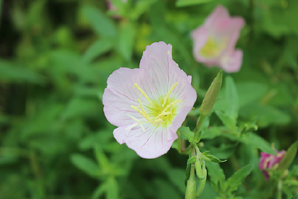 ��ɫ�¼���