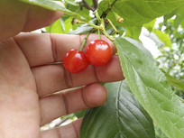 ժӣ