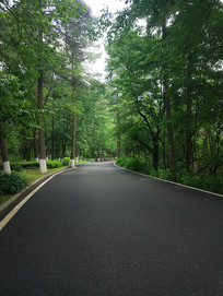 ʵ��ɭ�ֹ�·