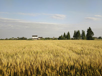 ��Ұ��������