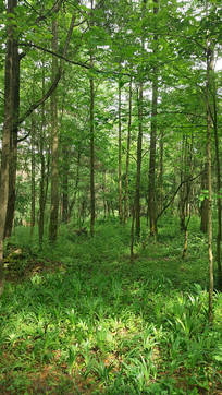 �����µ�ɭ��