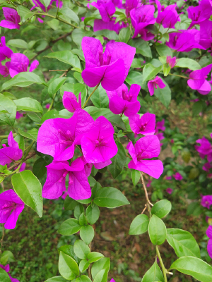 ����÷����