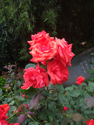 ��ɫ�¼���