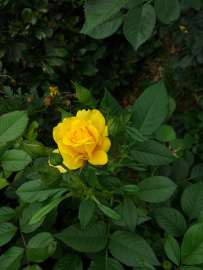 һ�����޵��¼���