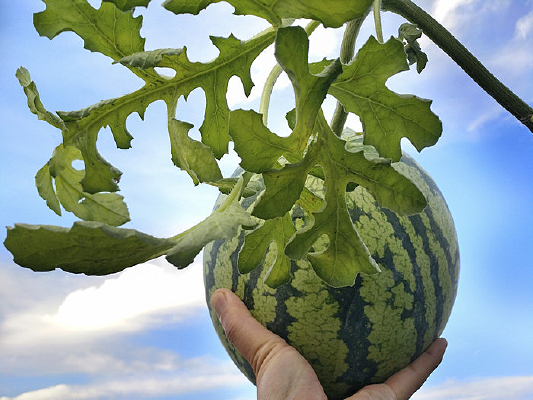 ����������