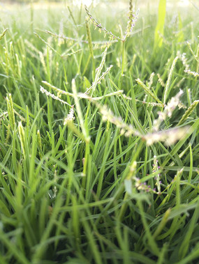 �����̲ݵ�