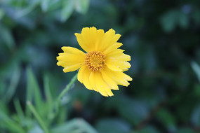 �����µĽ�Ҷ�𼦾�