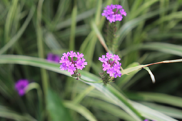 �ݴ������ɫ��Ҷ���޲�