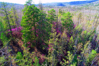 ���˰���ž黨ʢ�������� 