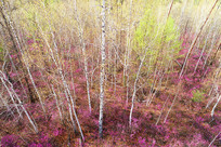 ���˰���ž黨ʢ��ɭ��