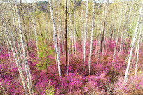 ���˰���ž����ַ羰