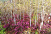 ���˰������ֶž��