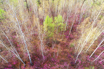 ���˰���ɭ�ֻ���