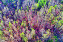 ���˰����紺ɽ�� 