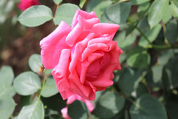 ��ͷ���¼���