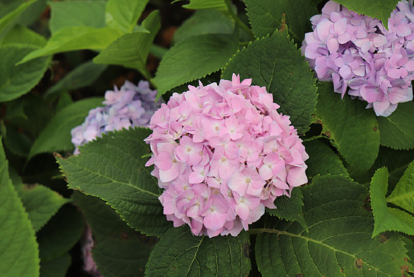 ���ֵ�����