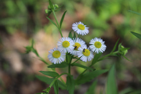 һ�ű�ֱ�ķ��