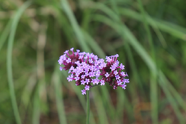 һ����Ҷ���޲�