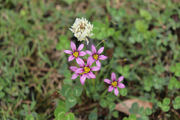 ��ɫͥ����