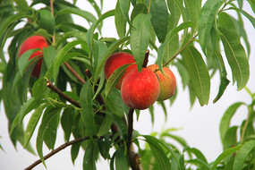 ��֦����