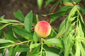 һ������