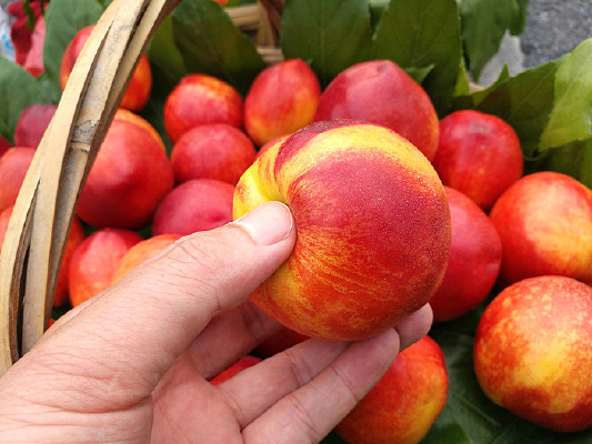 ��ժ����ͼ