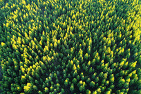 ���˰�����ɫ�����֣����ģ�