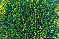 ���Ĵ��̵���Ҷ������