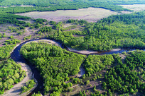 �����紺ԭҰɭ�ֺ���