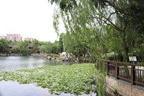 �����µķ羰һ��