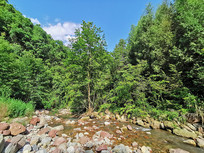 ��ɫ��ɭ�ֺ�Ϫ��