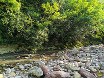 �����µ�ɭ��СϪ