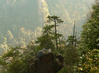 �żҽ����ɭ�ֹ�԰  