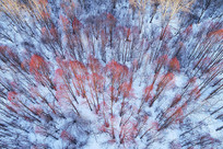 ���˰��붬��ѩԭ����