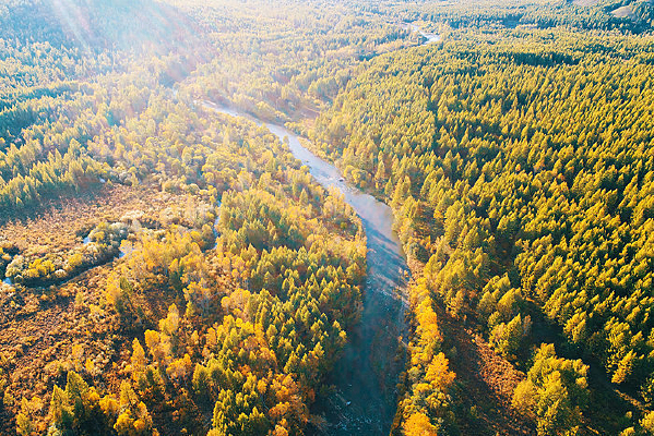 ���˰������ɭ�ֺ�