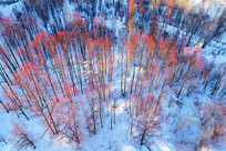 ���˰���ѩ������֣����ģ�