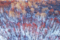 ���Ĵ��˰���ѩԭ�����羰