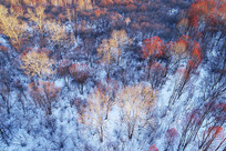 ���Ĵ��˰���ѩԭ����