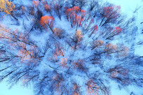 ���ĺ�����ѩ���