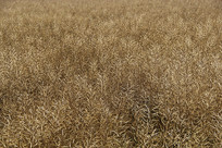 �����Ͳ���