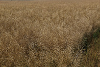 ��ɫ�Ͳ������