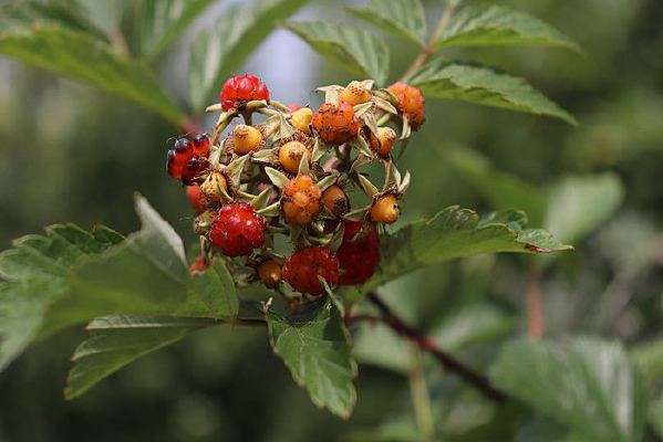 ����Ĳ�����