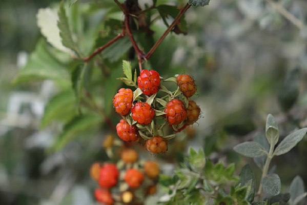 ��ɫ�Ĳ�����