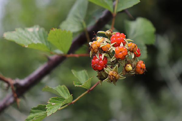 һ�������